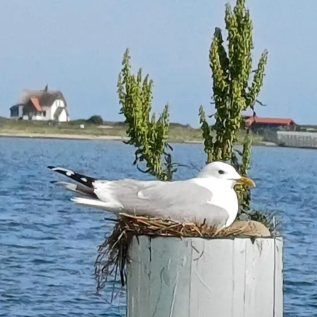 Neu!!! Hausboot Sommerhuset Σπίτι διακοπών *